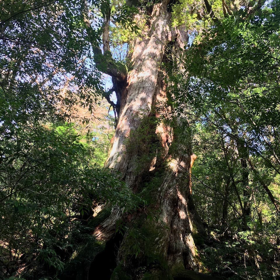 縄文杉6