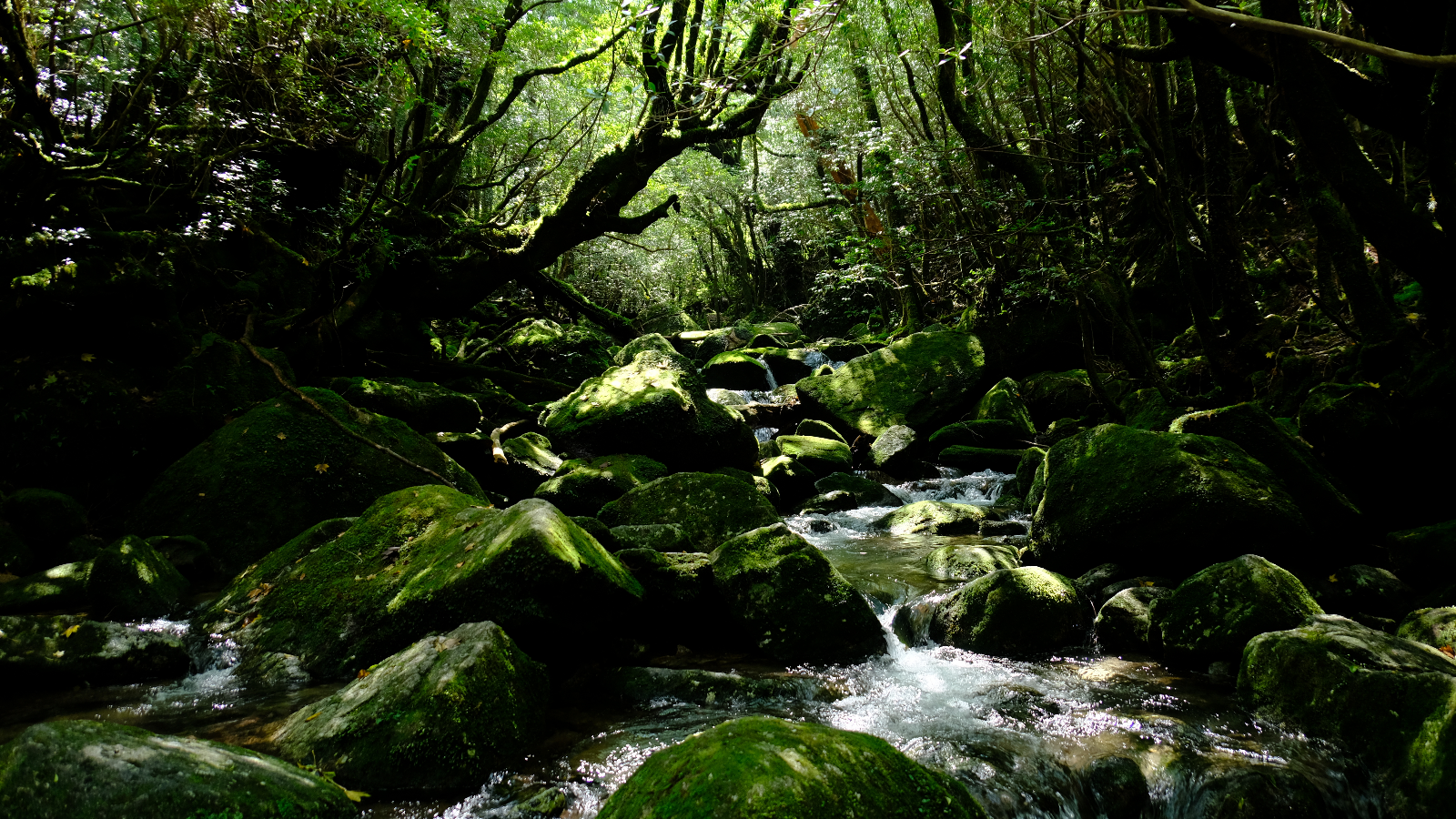 白谷雲水峡